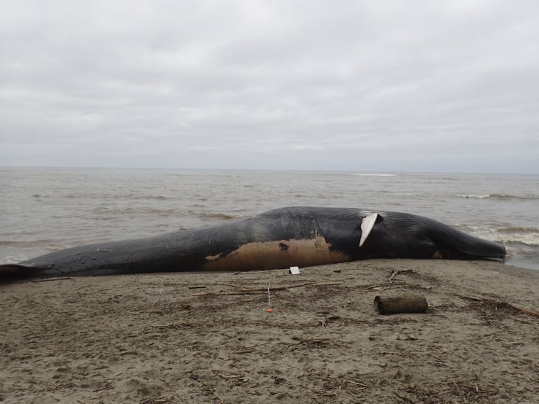 This Friday, May 26, 2017,photo provided by The Marine Mammal Center shows a blue whale carcass at Agate Beach in Bolinas, Calif. 